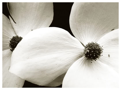 Stop and Frame the Flowers